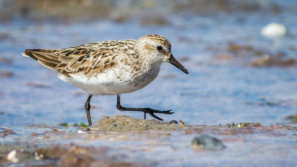 Semipalmated Sandpiper by Fyn Kynd is licensed under CC BY 2.0.
